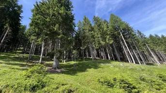 Expose 10,37 ha - Waldgrundstück in St. Michael im Lungau