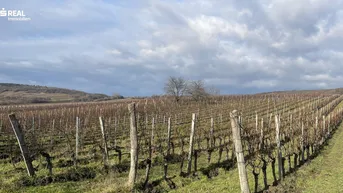 Expose Weingarten im Herzen des Burgenlands