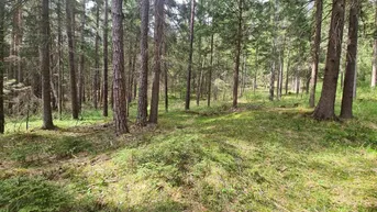 Expose Waldparzelle Villach-Oberschütt 