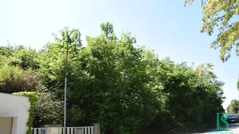 Üppige grüne Vegetation und ein Laternenpfahl an einer ruhigen Straße unter blauem Himmel.