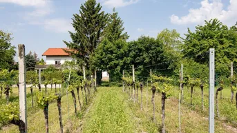 Expose Pfaffstätten, BADEN: Baugrundstück in Grünruhelage direkt an den Weingärten
