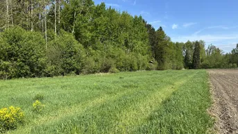 Expose Landwirtschaftliche Fläche mit Waldanteil und guter Erreichbarkeit