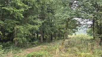 Expose Ein Stück Natur: Waldgrundstücke als Investition &amp; Rückzugsort