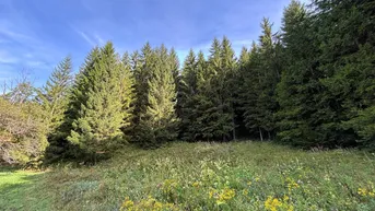Expose Waldgrundstück mit 50 jährigem Fichtenbestand