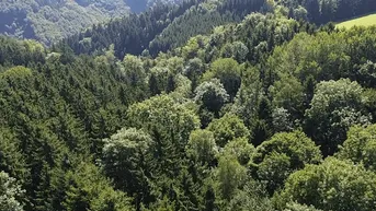 Expose Wald in adäquater Größe unweit von Nöchling im südlichen Waldviertel!