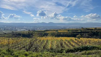 Expose WEINGARTEN IN AUSSICHTSLAGE - WEINGARTEN, LANDWIRTSCHAFTLICHE FLÄCHEN - KEIN BAUGRUNDSTÜCK!