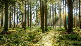 Expose WALDGRUNDSTÜCKE