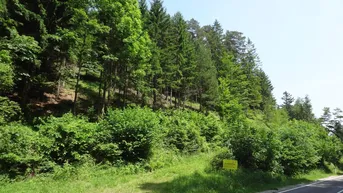 Expose GUT ERSCHLOSSENER WALD, ZUR NACHHALTIGEN NUTZUNG UND ANLAGEZWECKEN!