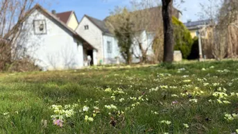 Frühlingshafte Gartenansicht mit blühenden Primeln und einem alten Baum im Vordergrund.