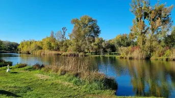Malerische Flusslandschaft mit üppigem Grün, klarem Wasser und einem Schwan unter blauem Himmel.