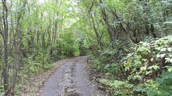Expose fast 2 ha Wald nahe der Wiener Stadtgrenze