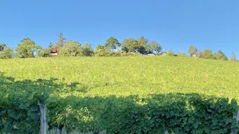 Expose SCHAFBERG - SONNENDURCHFLUTETE DACHGESCHOSSWOHNUNG MIT UMLAUFENDEN TERRASSEN