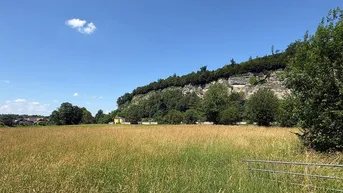 Weitläufiges Feld mit hohem Gras und einer beeindruckenden bewaldeten Felswand im Hintergrund unter blauem Himmel.
