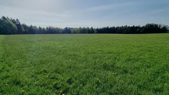 Expose Landwirtschaftliches Grünland mit Waldfläche