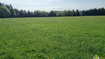 Expose Landwirtschaftliches Grünland mit Waldfläche