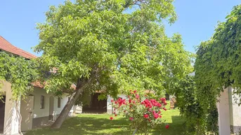 Sonnige Gartenanlage mit altem Baumbestand, Rasenfläche und blühenden Rosen.