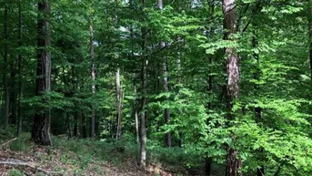 Expose Waldgrundstück mit Mischwald an einer Forststrasse