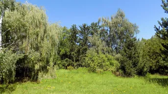 Sonnige Grünfläche mit vielfältigem Baumbestand und üppiger Vegetation.