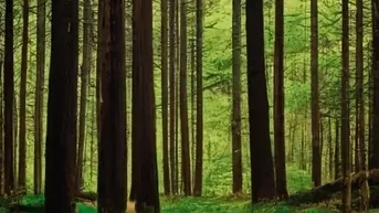 Expose REITH I.A.: Drei Waldgrundstücke zum Verkauf