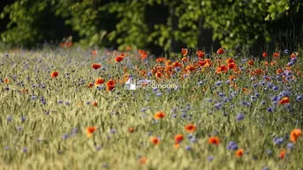 Expose Perfektes Grundstück in idyllischer Lage - 737m² in Wöllersdorf-Steinabrückl