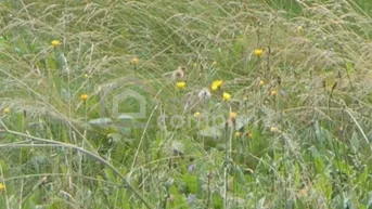 Expose Sonniges Grundstück in ruhiger Lage