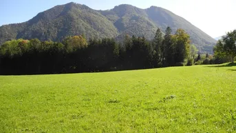 Expose Hübsche, landwirtschaftliche Wiese mit kleinem Wald - KEIN Baugrund !!!