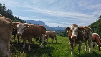 Expose "Hof zur Steinwänd" Gasthof und Bauernhof mit Fremdenzimmern - Wald und Wiesen!