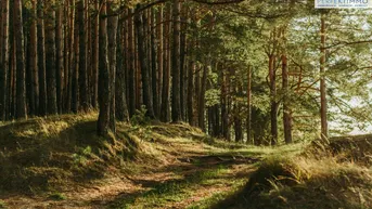 Expose Waldgrundstücke in Arzl im Pitztal