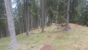 Expose Waldgrundstück zu verkaufen!