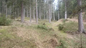 Expose Waldgrundstück zu verkaufen!