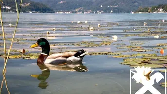 Expose Preisreduktion! Ebenes Grundstück in Pörtschach am Wörthersee