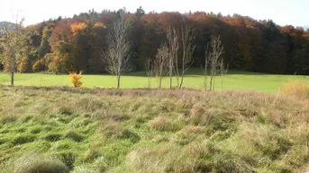 Weitläufige Herbstlandschaft mit bunten Bäumen, grünen Wiesen und einem klaren Himmel, ideal für Naturliebhaber.