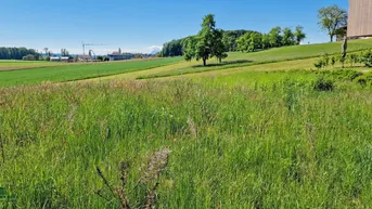 Expose Sonniger Baugrund am Grünland, 30 km nördlich von Salzburg