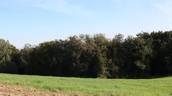 Expose Wald und Wiesen östlich von Perg