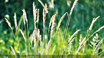 Expose Naturbelassenes Grünland mit Ausblick