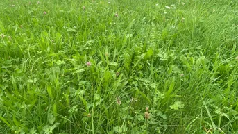 Expose Landwirtschaftliches Wiesengrundstück in Haus im Ennstal