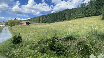 Expose Wald und landwirtschaftliche Flächen mit altem Stallgebäude in Södingberg