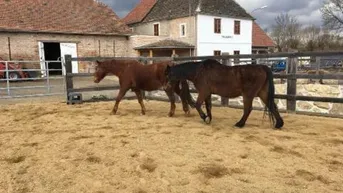 Expose Historische Mühle - Pferdehaltung