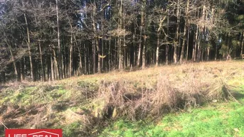 Expose Am Wald grenzendes Baugrundstück