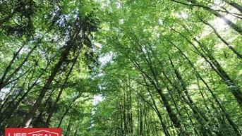 Expose Investieren Sie in die Zukunft! Ein Waldgrundstück mit guter Zufahrt, Nähe Johannes Kepler Universität Linz