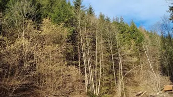 Expose Traumhaftes Landgut mit über 25 ha in Pernegg in der Steiermark !