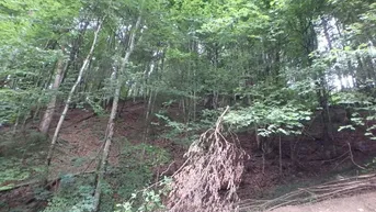 Expose Wald 14,2 ha bei Schwarzenbach/Pielach