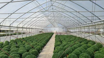 Expose Betriebsbereite Blumen- und Gemüsegewächshausanlage mit angrenzenden Bauland in sehr guter Lage!