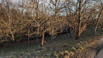 Expose Großes Gartengrundstück in ruhiger Lage
