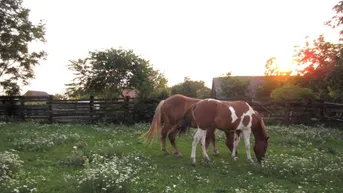 Expose Sonniges Familienparadies für Pferdehalter und Naturliebhaber!