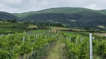 Expose Entzückendes Knusperhäuschen zwischen Weinberg und Wienerneustädterkanal