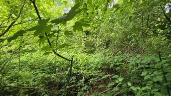 Expose Verkauf aus Verlassenschaft - Grundstück - Urwald mit altem Haus - Abbruch