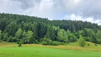 Expose Waldfläche Thomatal Ost