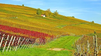 Expose GESUCHT! AUSPFLANZRECHT FÜR WEINBAU IN GANZ ÖSTERREICH!