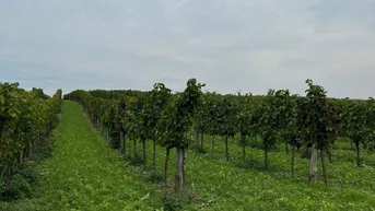 Expose Weingarten im Weinviertel, provisionsfrei!